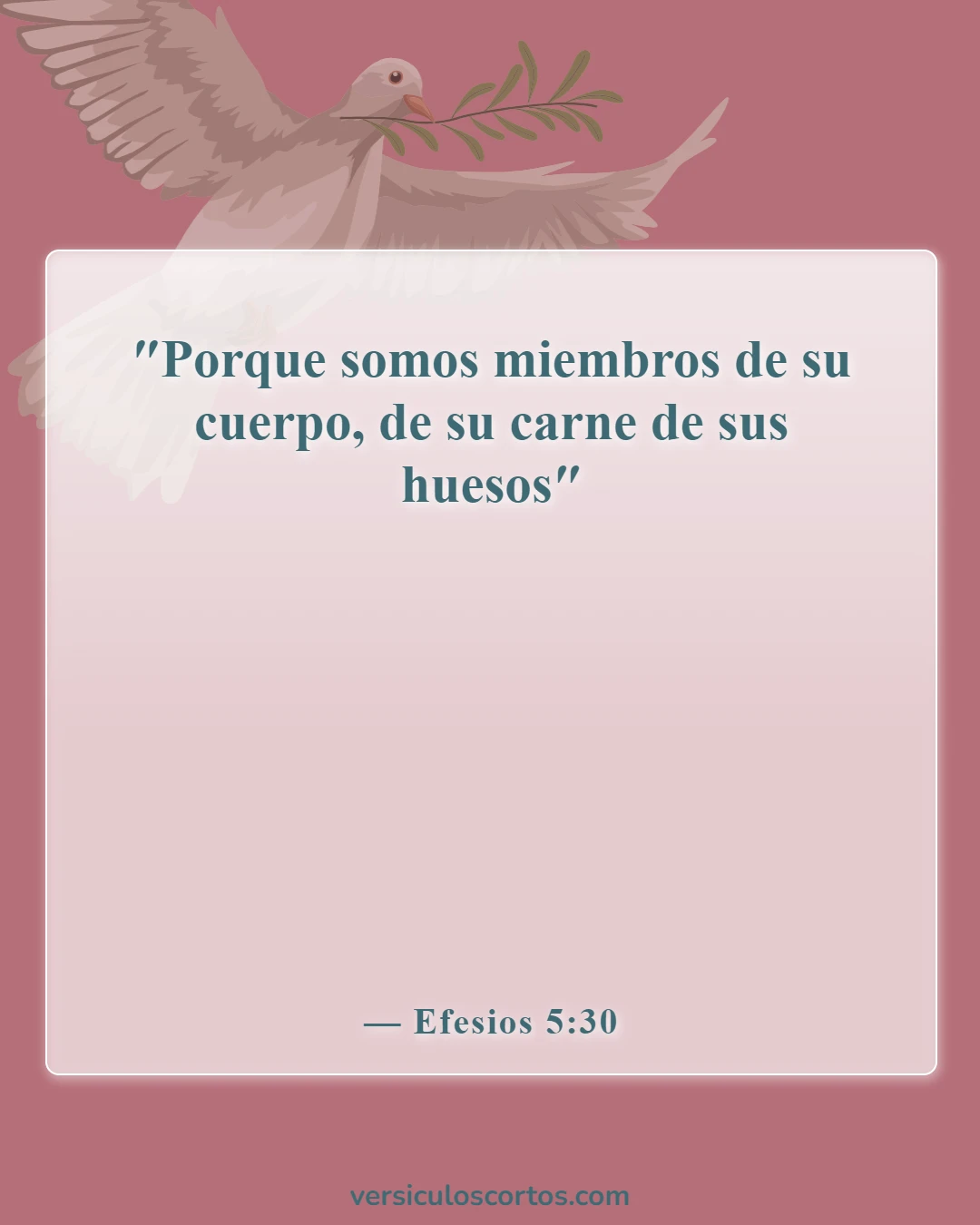 Versículos de la Biblia sobre problemas matrimoniales (Efesios 5:30)