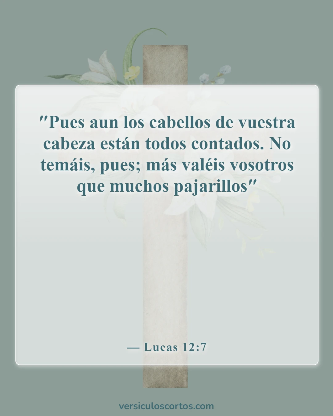 Versículos de la Biblia sobre amar tu cuerpo (Lucas 12:7)